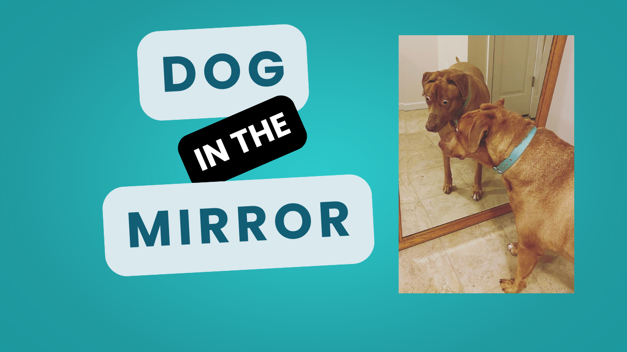 Dog in the Mirror