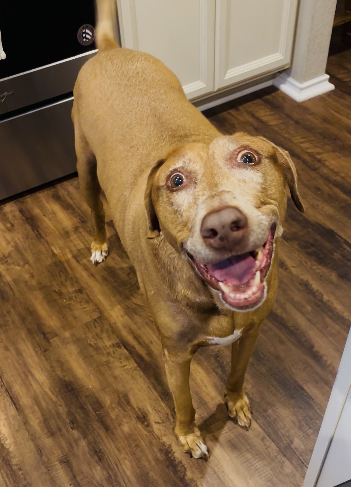 Belle smiling in the kitchen with a big open-mouthed grin